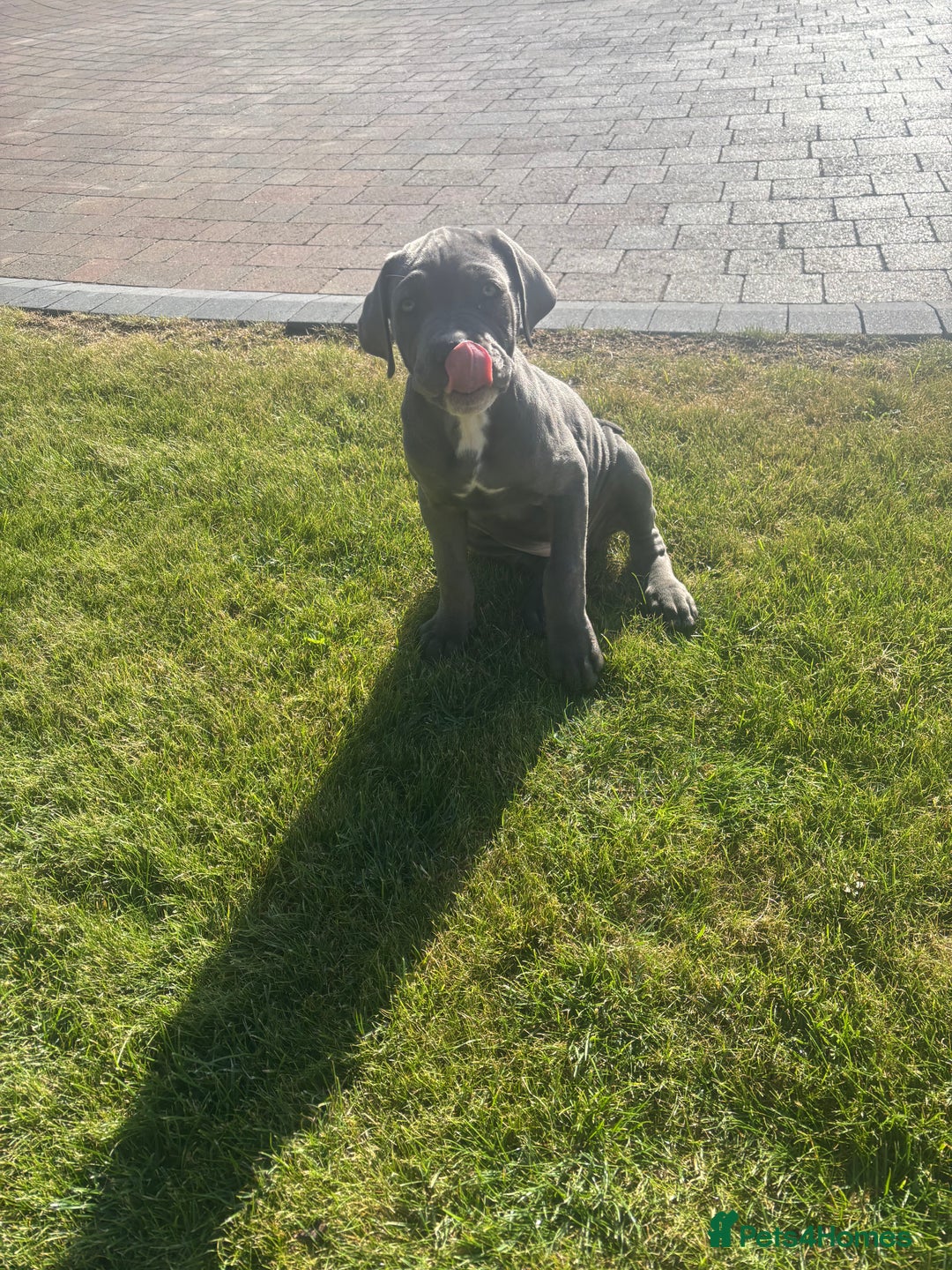 Cane Corso dogs for sale: Can Corso - Image 1