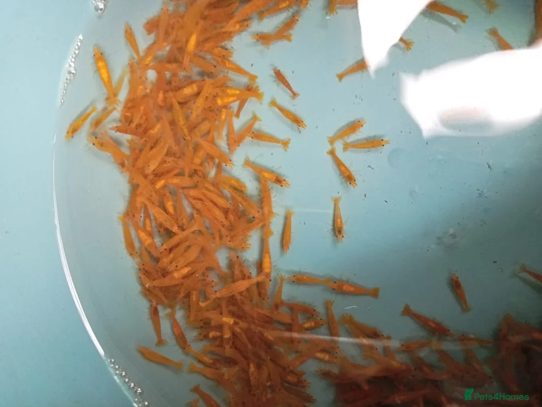 Shrimps fish for sale: HIGH GRADE AQUARIUM SHRIMP - Advert 4