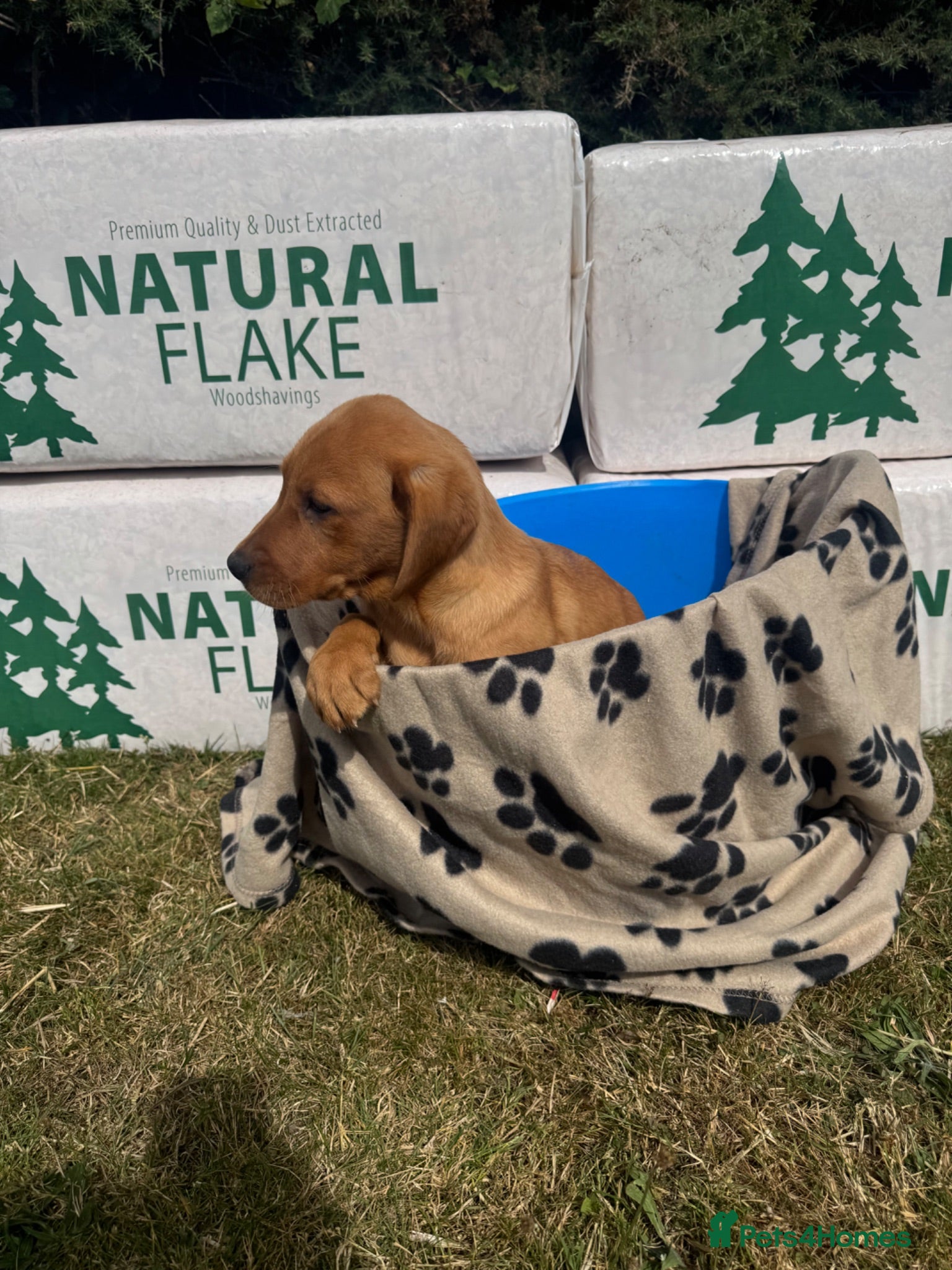 Labrador Retriever dogs 🦊 🎈Dark Fox Red Labrador Puppies 🦊🎈 - Advert 2