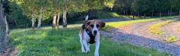 Beagle dogs for sale: Beagle called Blu - Advert 2