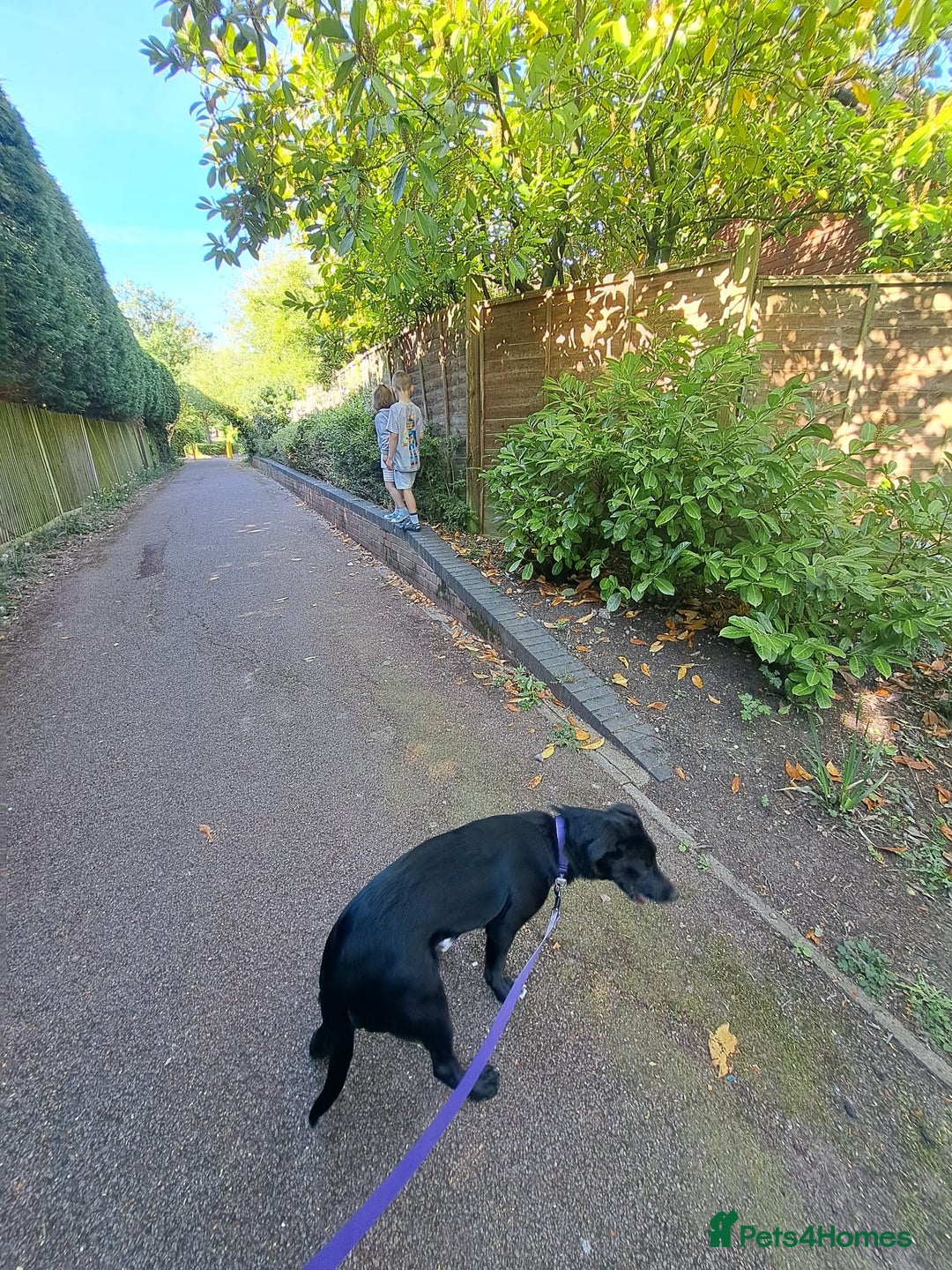 Mixed Breed dogs for sale: Lab X Collie, 9 Months Old, Seeking a Forever Home - Image 6