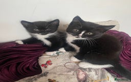 Mixed Breed cats for sale: X BRITISH SHORT adorable kittens ready 4 new home - Image 12