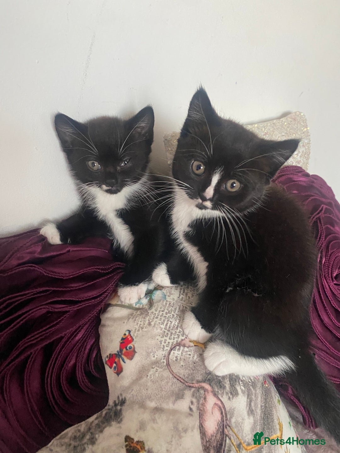 Mixed Breed cats for sale: X BRITISH SHORT adorable kittens ready 4 new home - Image 12