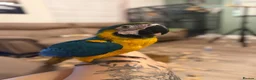 Macaws birds for sale: Chase  - Advert 9