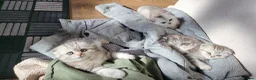 British Shorthair cats for sale: Amazing Scottish fold girls - Advert 19