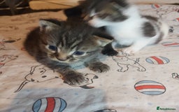 Mixed Breed cats for sale: 4 beautiful kittens - Image 24