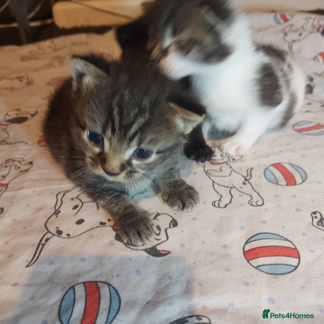 Mixed Breed cats for sale: 4 beautiful kittens - Image 24