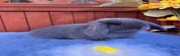 Mini Lop rabbits for sale: Mini Lop Babies  in Stockton-on-Tees - Advert 1