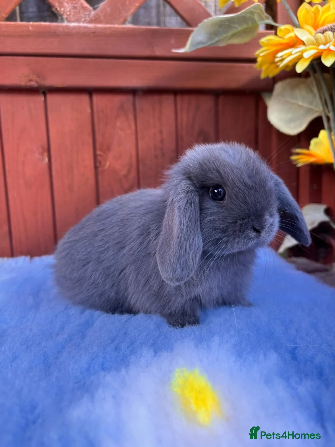 Mini Lop rabbits for sale: Mini Lop Babies  in Stockton-on-Tees - Advert 1