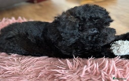Toy Poodle dogs for sale: Stunning K.C. reg Toy Poodle Puppies - Image 13
