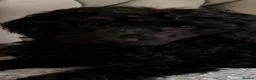 Standard Poodle dogs for sale: Standard poodle - Advert 3