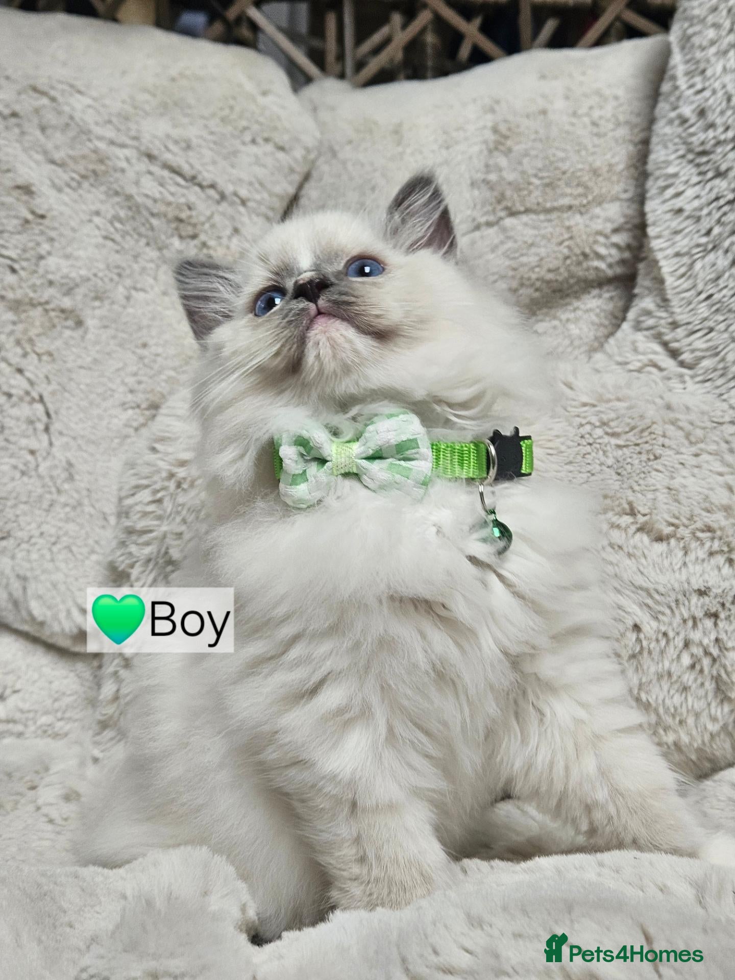 Ragdoll cats Pure Ragdoll Kittens Ready Leave Now  - Advert 1