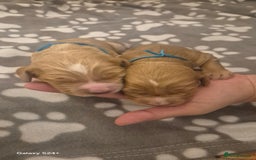 Cockapoo dogs for sale: 2 boys Cockapoo  - Image 4