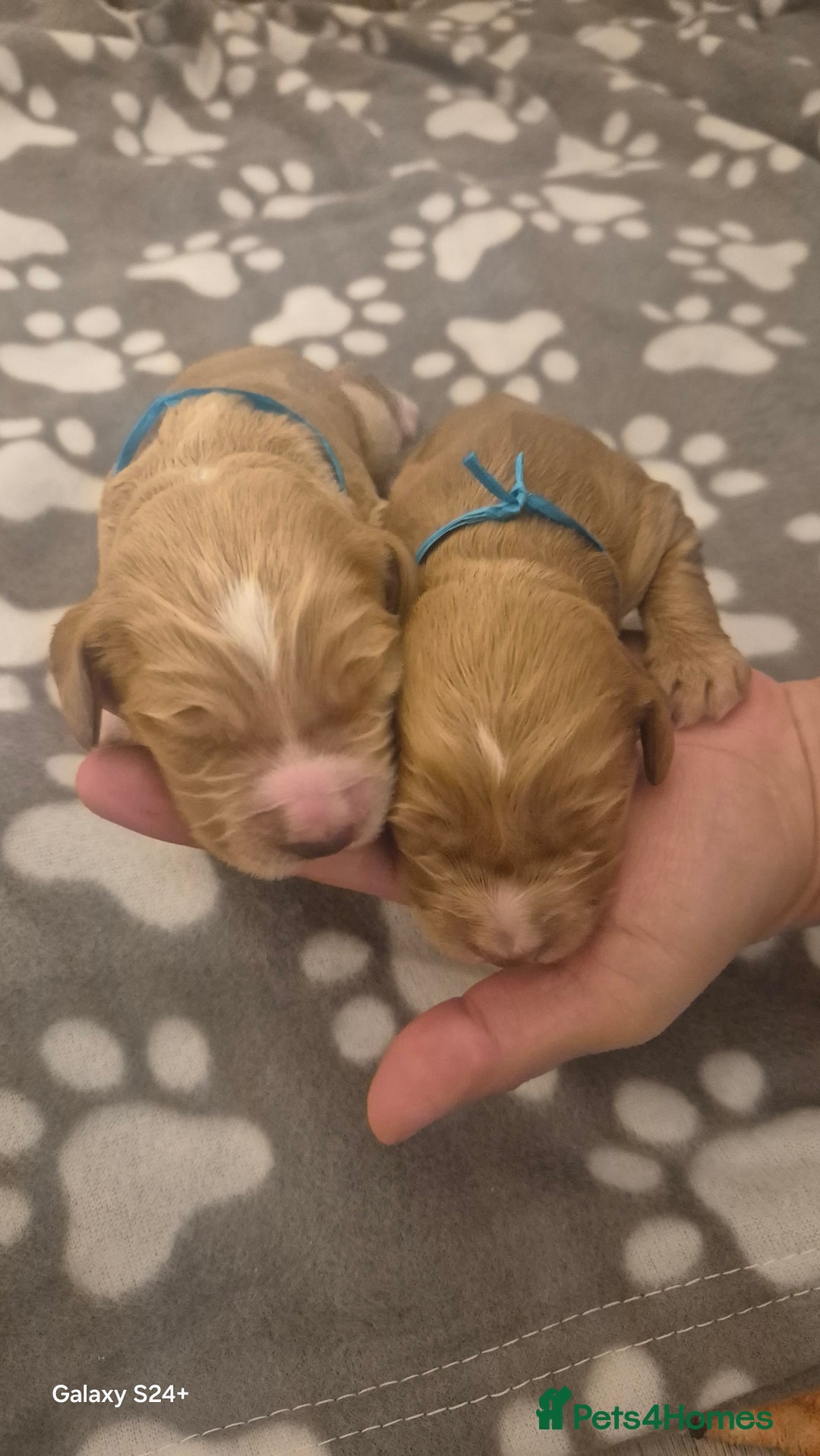 Cockapoo dogs for sale: 2 boys Cockapoo  - Image 4