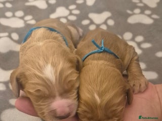 Cockapoo dogs - Advert 5