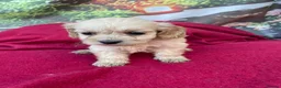 Cockapoo dogs for sale: American cockapoos - yankydoodles - Advert 21