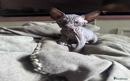Sphynx cats for sale: Sphynx kittens  - Image 8