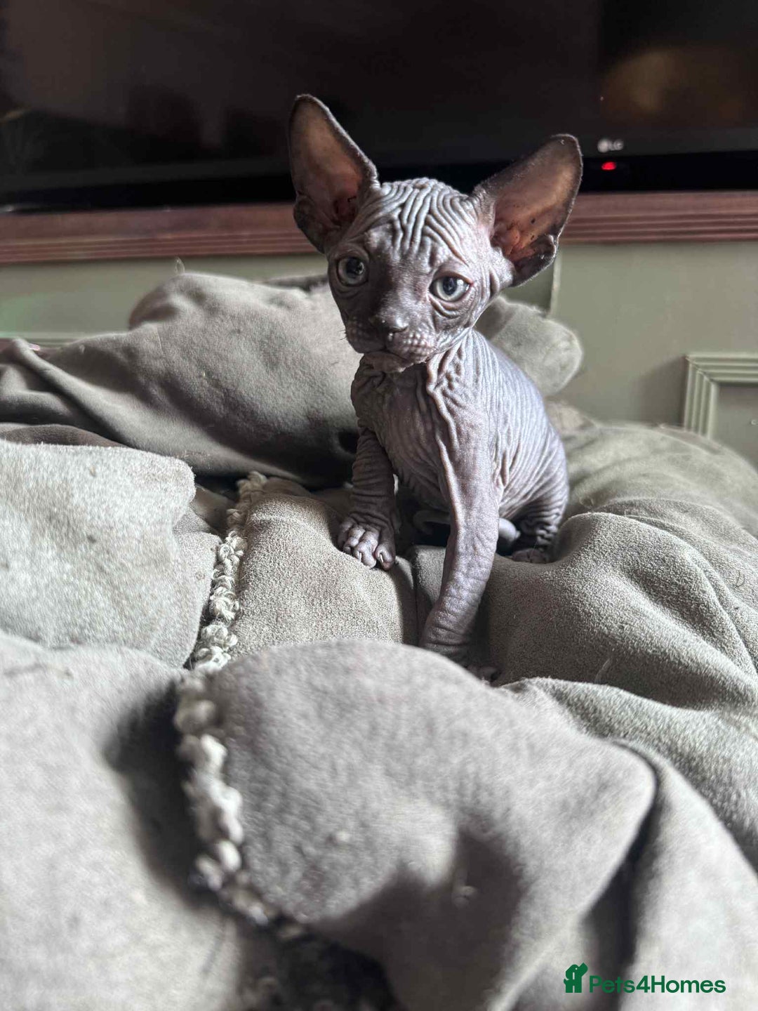 Sphynx cats for sale: Sphynx kittens  - Image 8