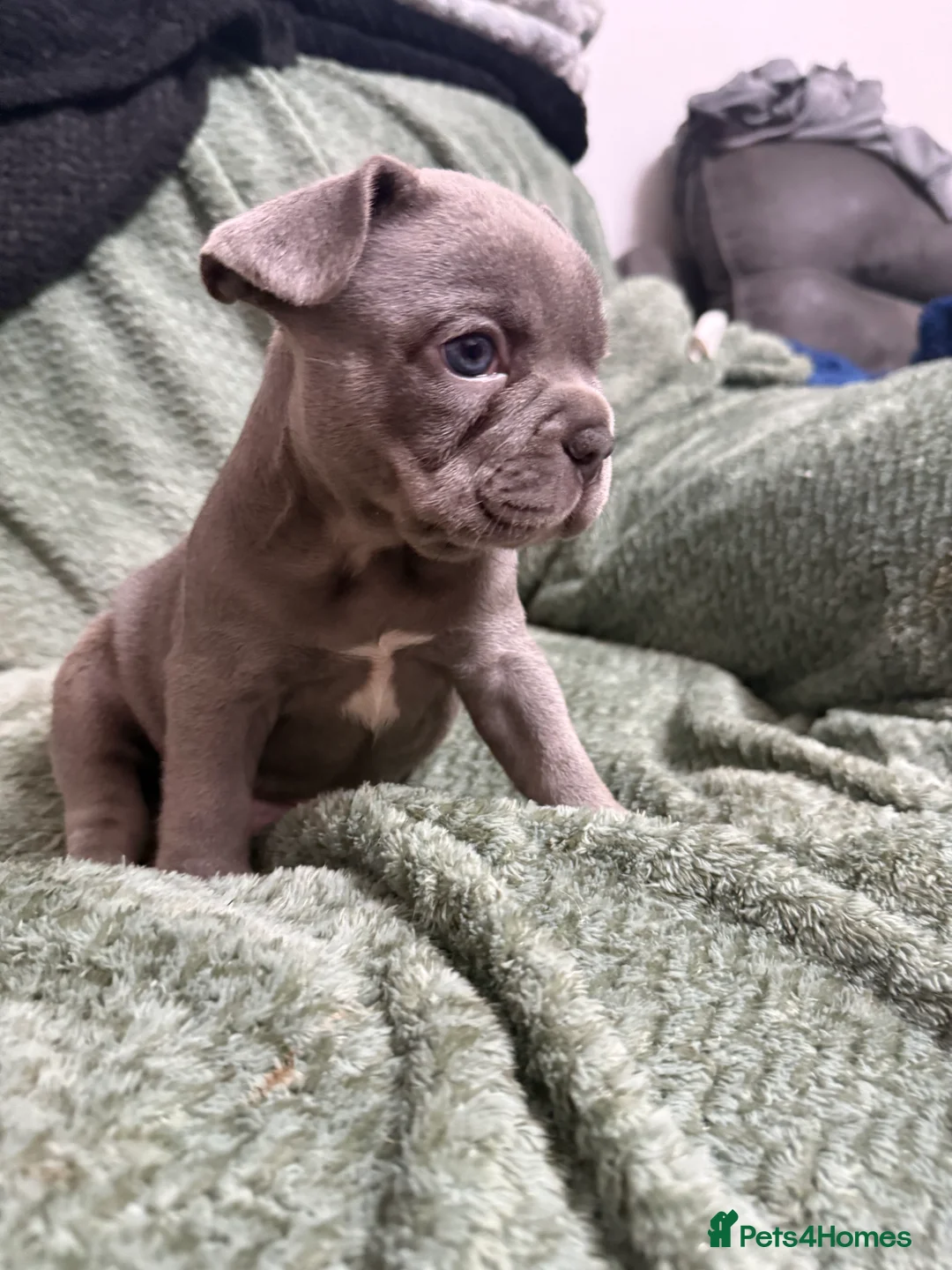 French Bulldog dogs for sale: One girl left.French Bulldog puppies 🐶❤️ KC reg - Advert 17
