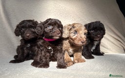 Cockapoo dogs for sale: F1B cockapoos - Image 4