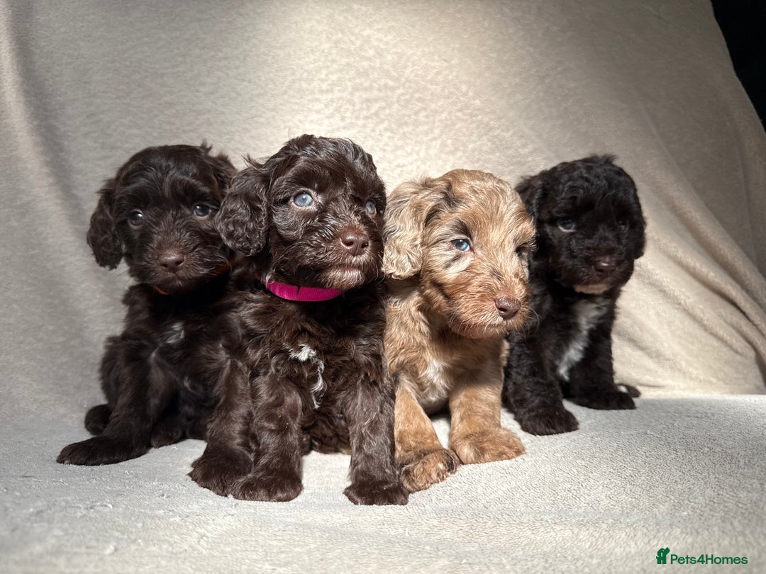 Cockapoo dogs for sale: F1B cockapoos - Image 4