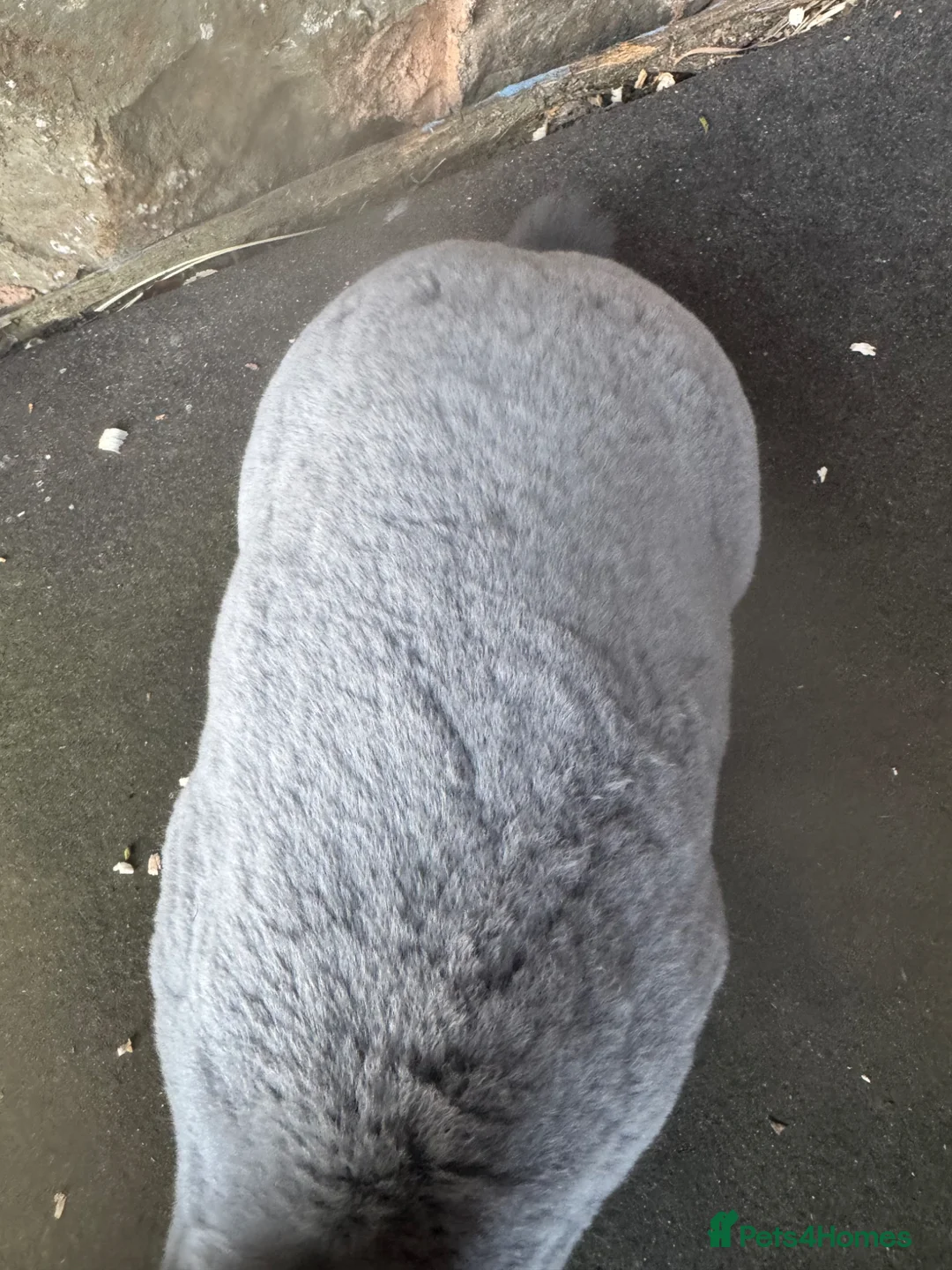 Rex rabbits for sale: Stunning Blue Mini Rex female Rabbit  - Advert 5