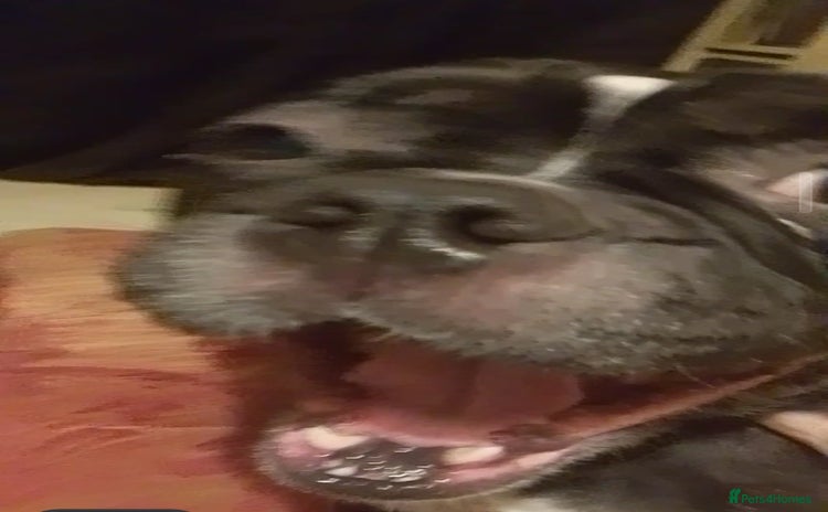 Dorset Olde Tyme Bulldogge dogs - Advert 1
