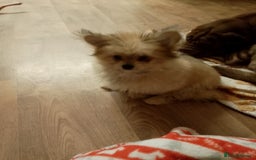 Mixed Breed dogs for sale: Gorgeous super fluffy puppy - Image 1