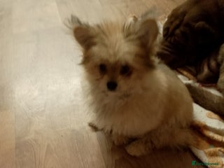 Mixed Breed dogs for sale: Gorgeous super fluffy puppy - Advert 1
