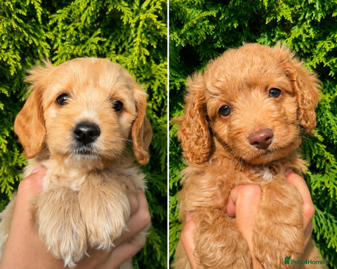 Cockapoo dogs 2 left Ready 30th July Cockapoo puppies  - Advert 1