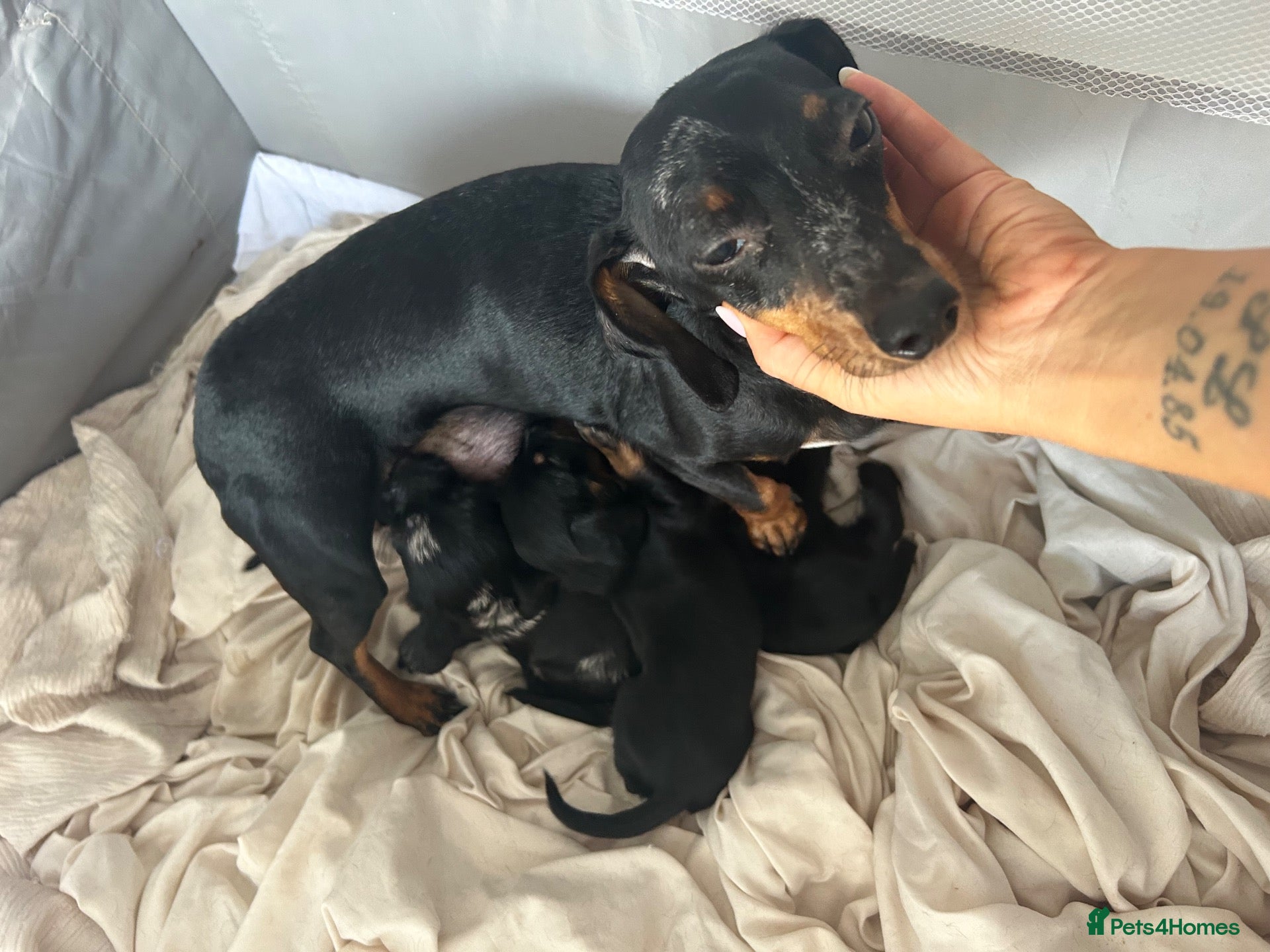 Mixed Breed dogs Doxiepoo puppies  - Advert 2
