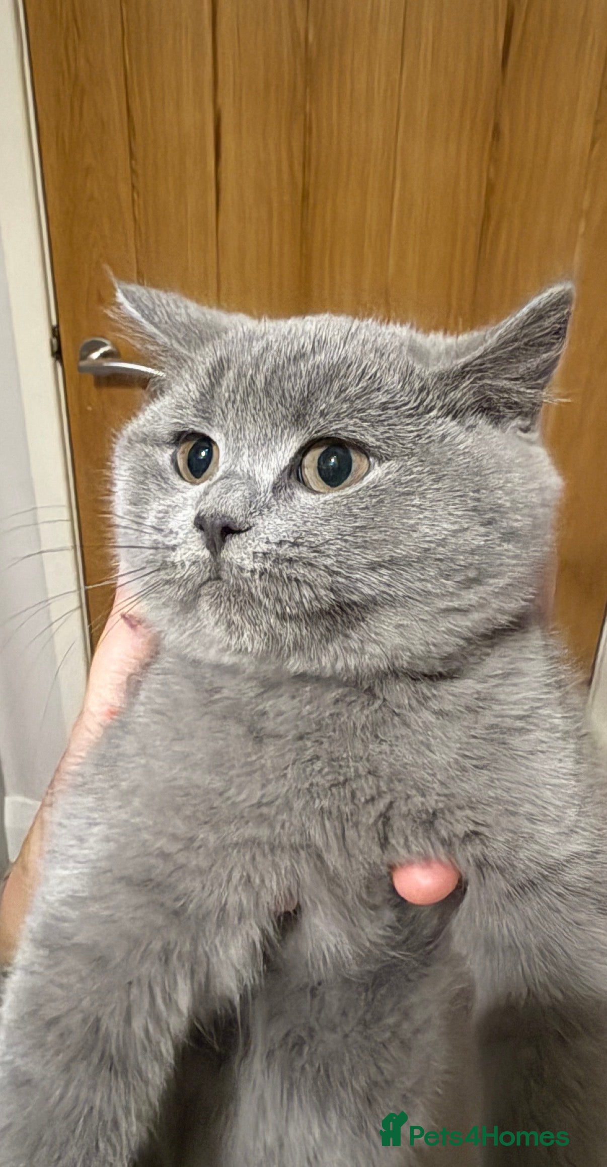 British Shorthair cats One lilac girl still available to take home 🐱  - Advert 2