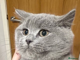 British Shorthair cats One lilac girl still available to take home 🐱 - Advert 1