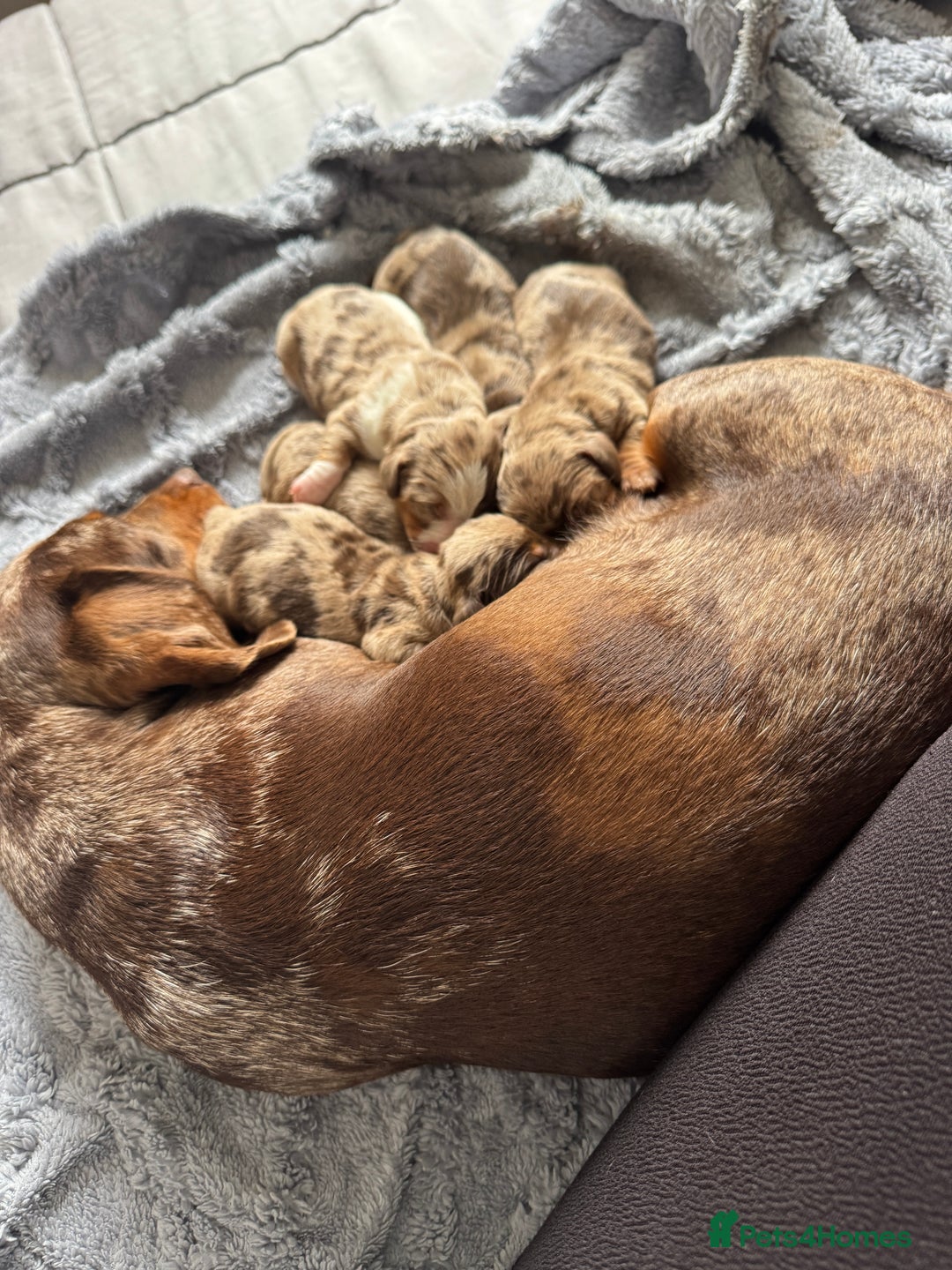Miniature Dachshund dogs for sale: Miniature dachshund puppies  - Image 8
