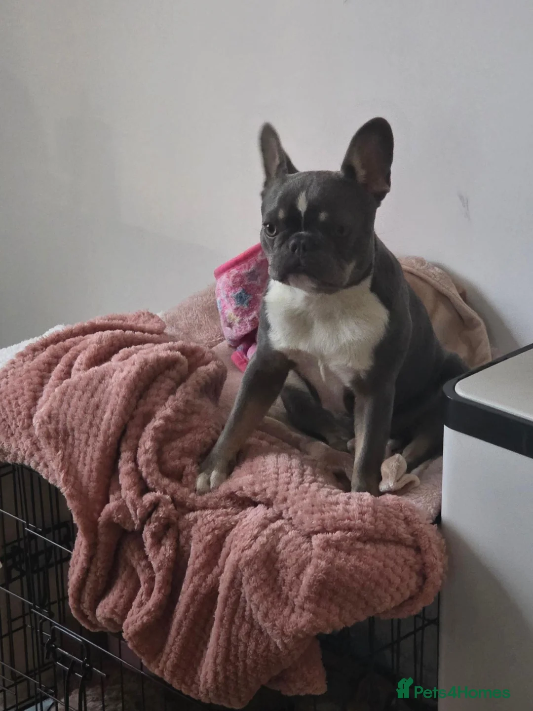 French Bulldog dogs for sale: 8 month old French bulldog in Bourne - Advert 2
