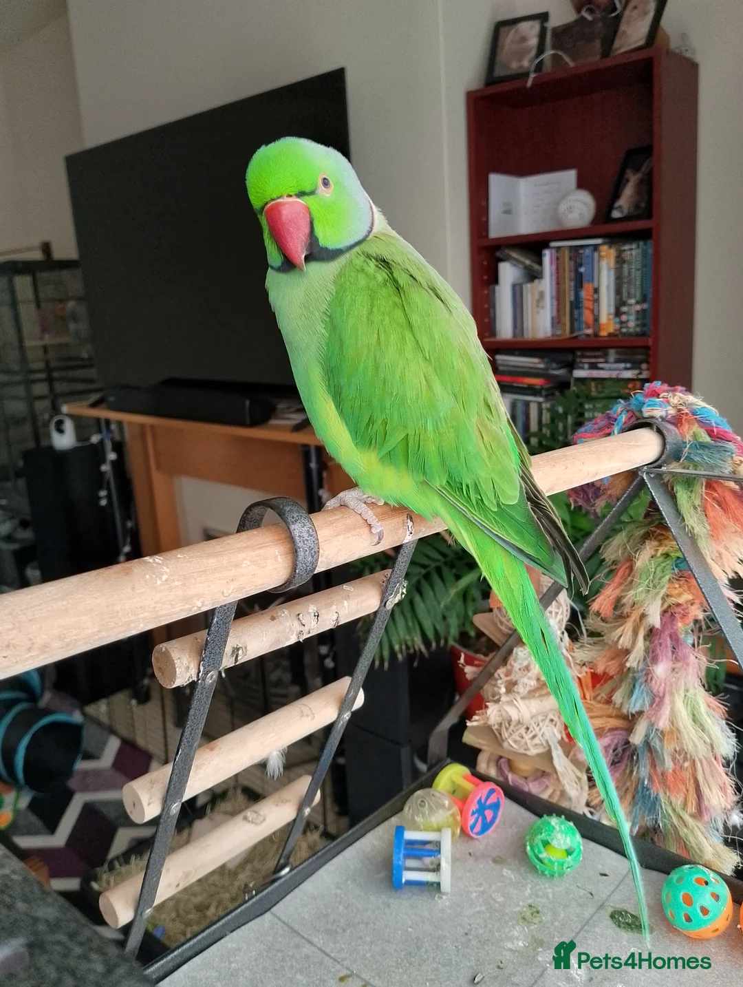 Ringnecks birds for sale: Male Indian ringneck for sale  in Loughborough - Advert 3