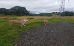 Olde English Bulldogge dogs for sale: Olde English bulldogge  - Image 3