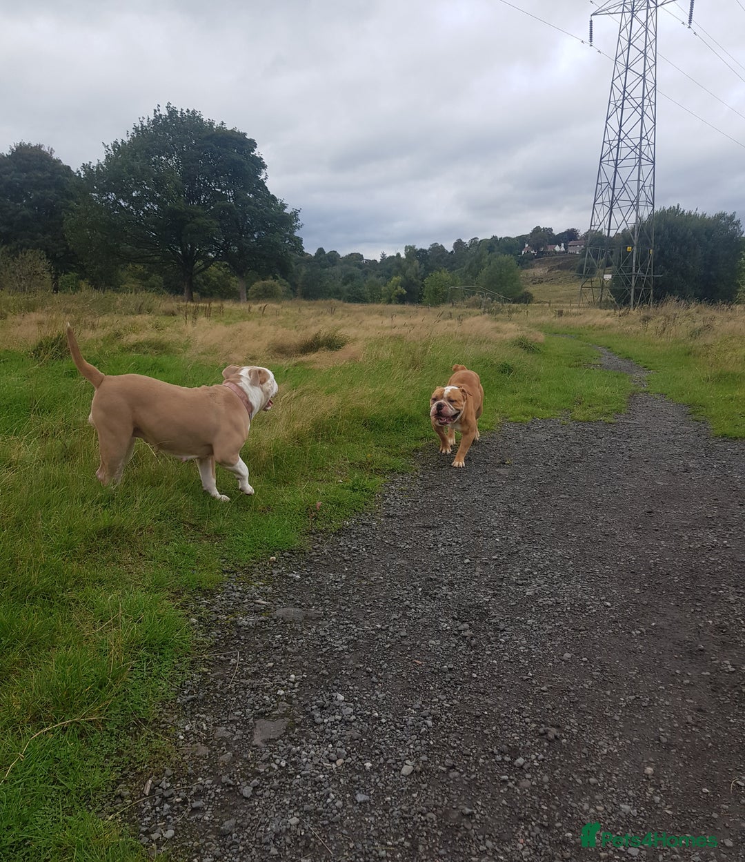 Olde English Bulldogge dogs for sale: Olde English bulldogge  - Image 3