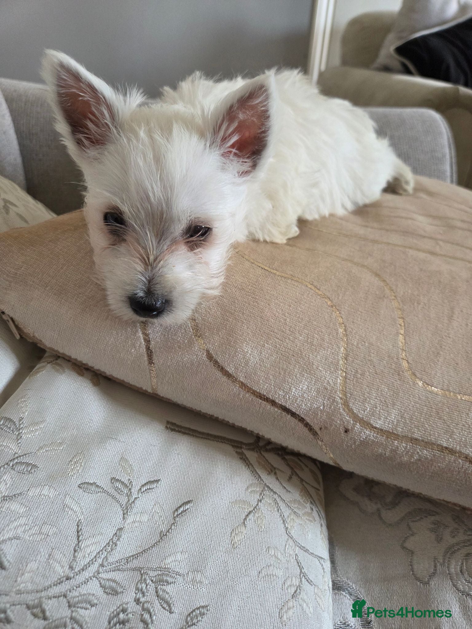 West Highland Terrier dogs West Highland Terrier Female Pup For Sale - Advert 5