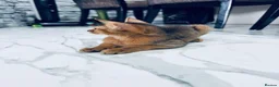 Abyssinian cats for sale: TICA registered boy and girl - Advert 11