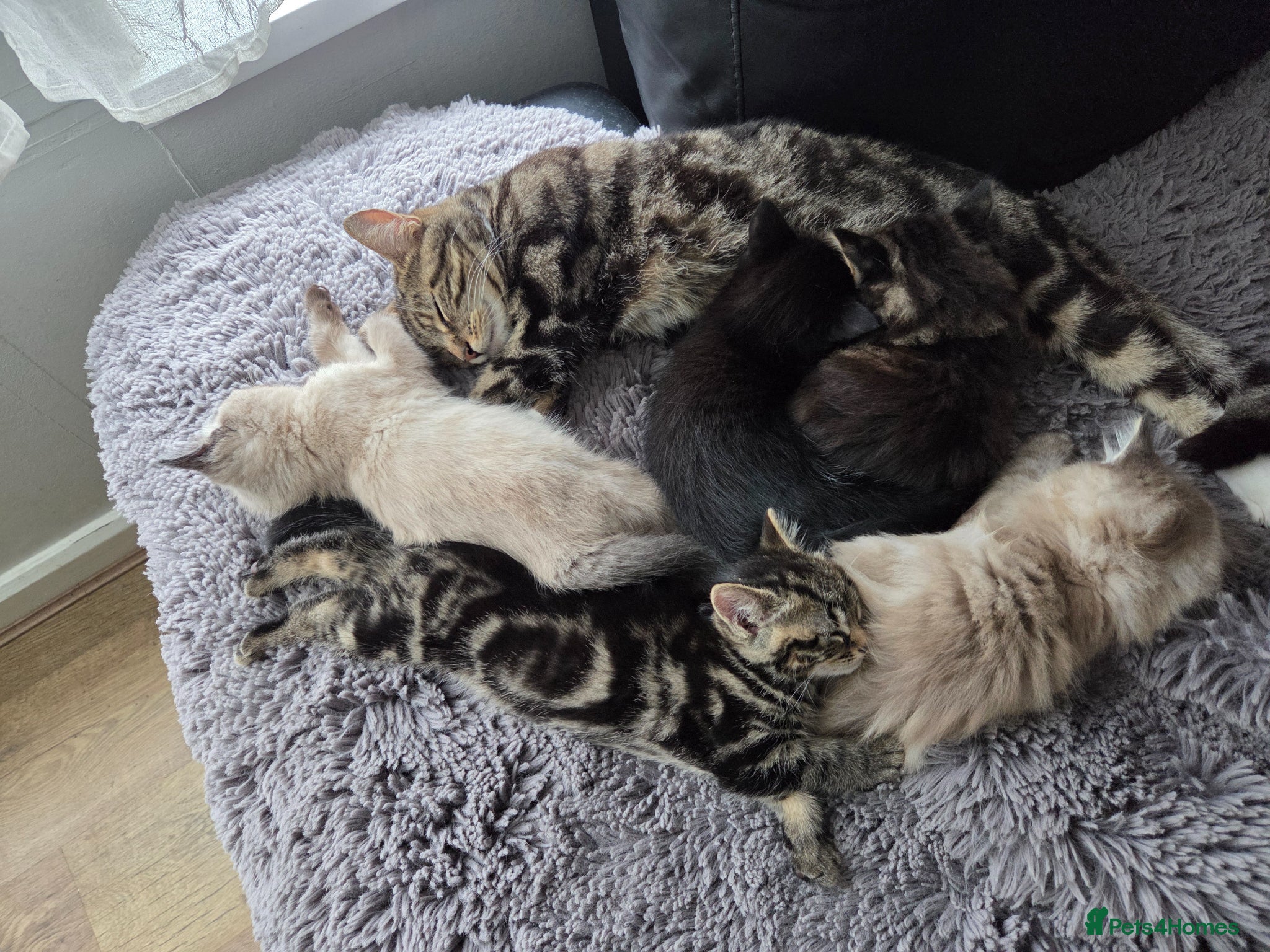 Mixed Breed cats Kittens looking for new home  - Advert 1