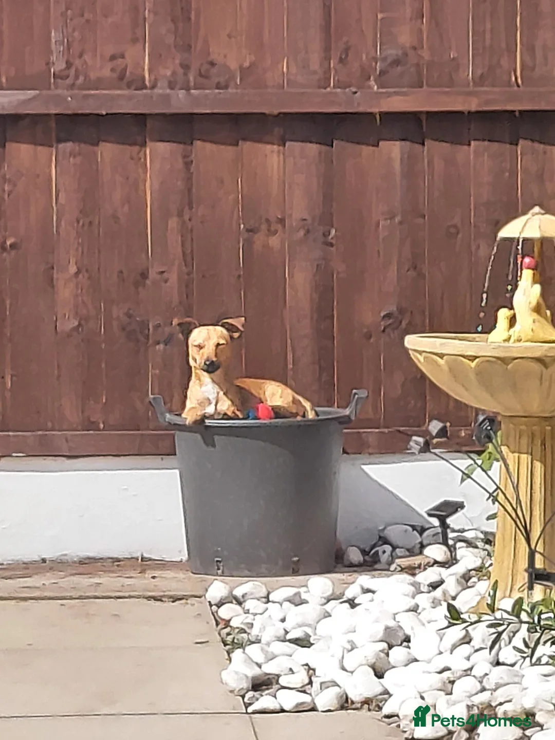 Jack Russell dogs for sale: 12 Month old Miniature Jack Russel  - Advert 2