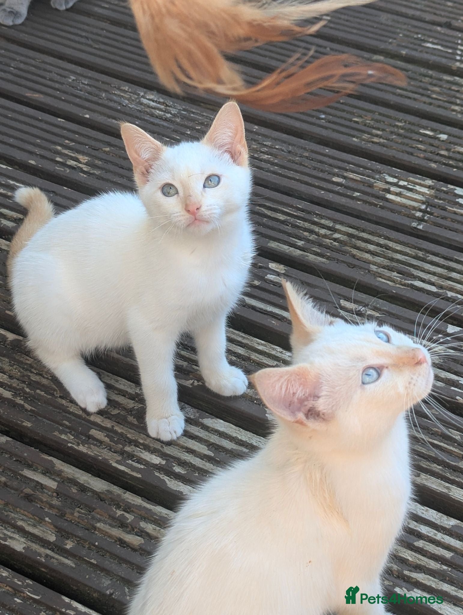 Siamese cats Flame point siamese  - Advert 18