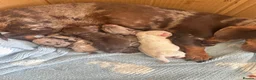 Dachshund dogs for sale: Dachshund Pups 🐶 - Advert 16