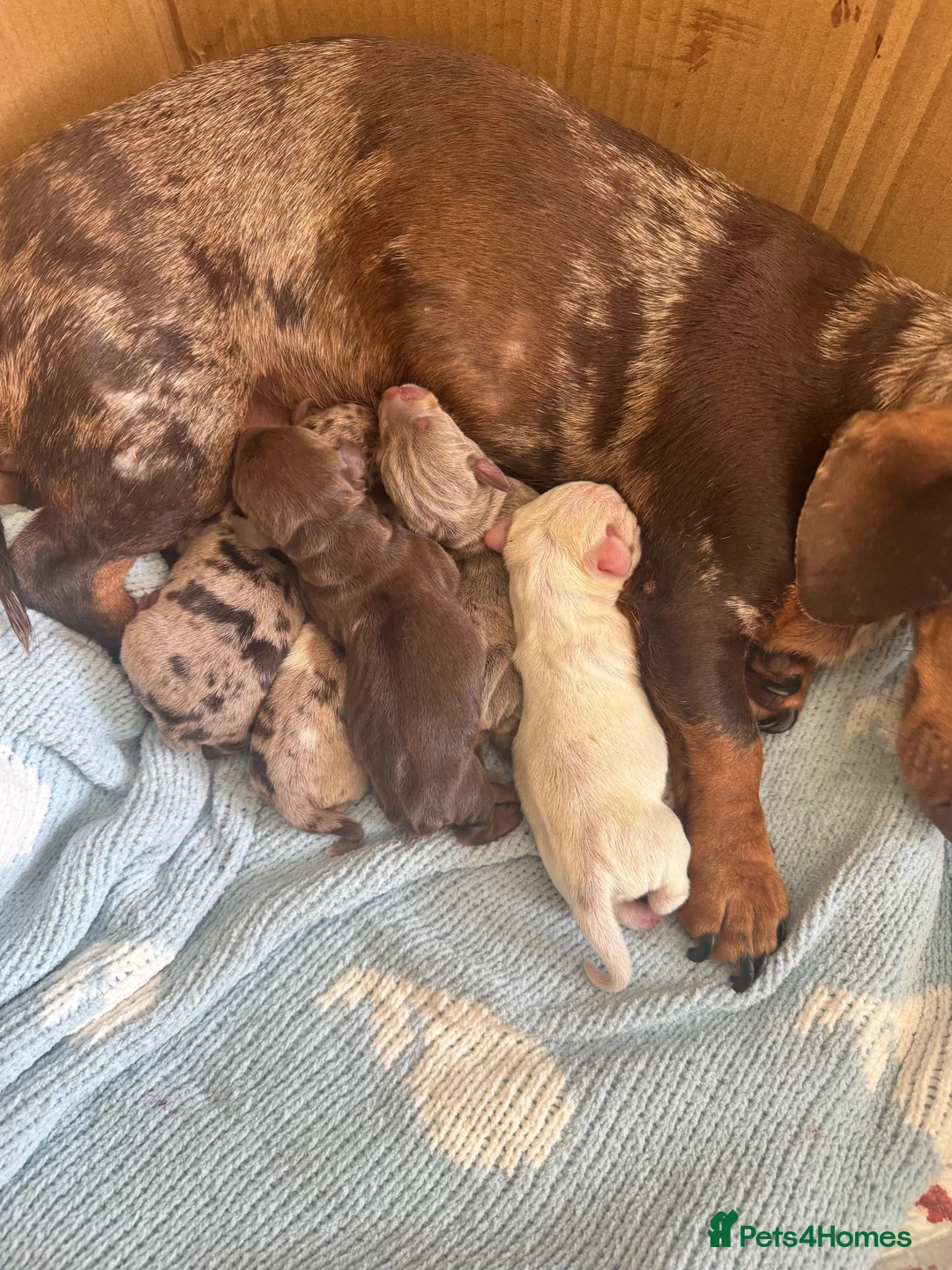 Dachshund dogs for sale: Dachshund Pups 🐶 - Advert 16