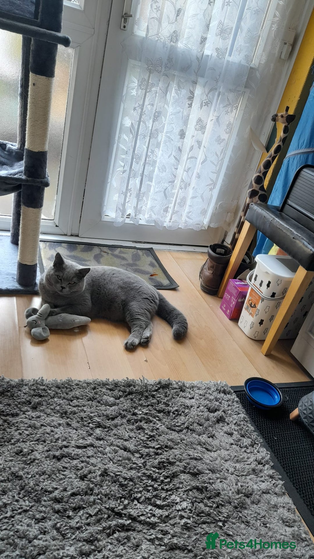 British Shorthair cats for sale: Beautiful British Blue Shorthair Male – 1 Yr Old - Advert 14