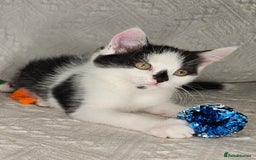 Scottish Fold cats for sale: Scottish straight x British short kittens  - Image 3