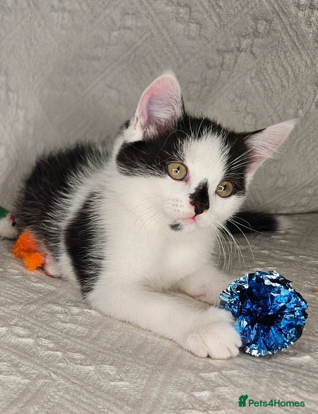 Scottish Fold cats for sale: Scottish straight x British short kittens  - Image 3