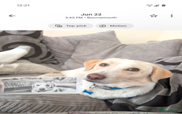 Mixed Breed dogs for sale: Lovely Pixel  - Image 12