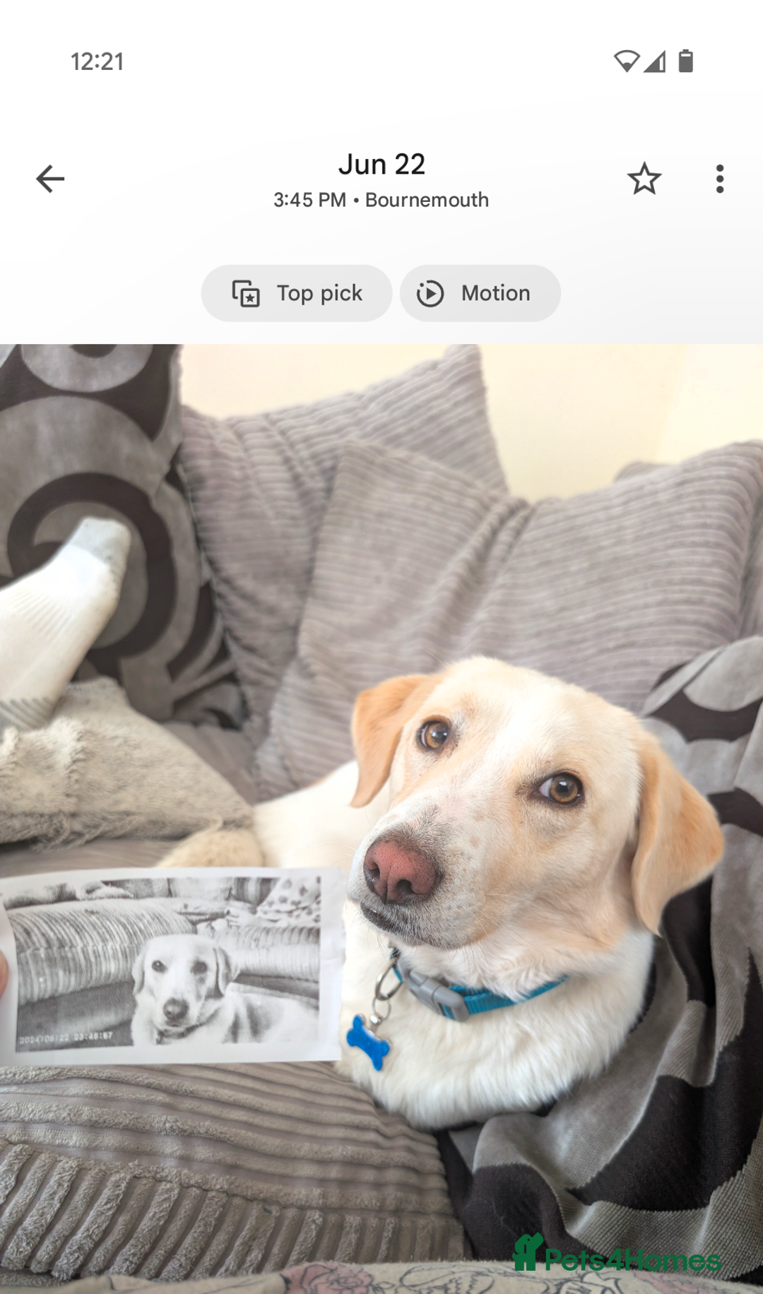 Mixed Breed dogs for sale: Lovely Pixel  - Image 12